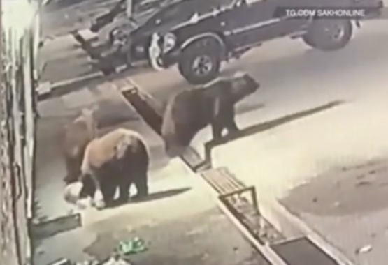 На Сахалине оголодавшие медведи разгуливают по поселкам и убивают людей
