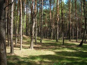 Новый Год В Ростовской Области В Лесу Новый Год В Ростовской Области В Лесу