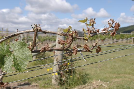 Донского вина станет меньше: виноград побило заморозками