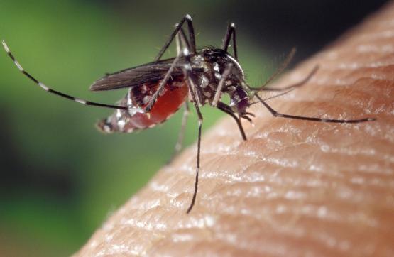 Биолог Тихонов объяснил резкое нашествие комаров в Ростовской области 