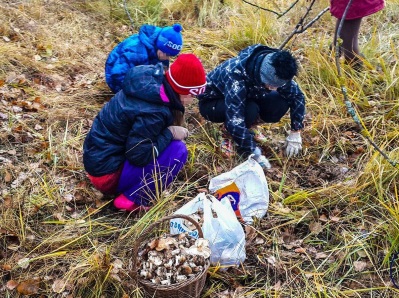 Дончане фанатично собирают грибы, невзирая на то, что множатся случаи отравления ими 