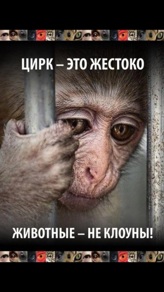 animal cruelty in circuses animal cruelty in circuses