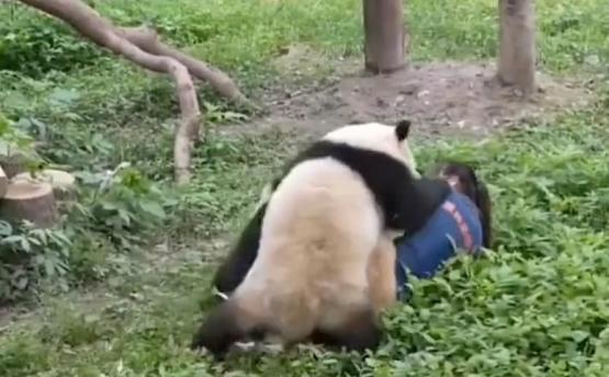 В Китае две панды набросились на служительницу зоопарка 