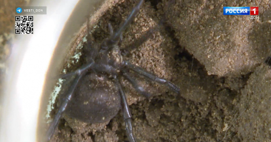 Зоолог рассказал, где в Ростове можно встретить опасных пауков-каракуртов 