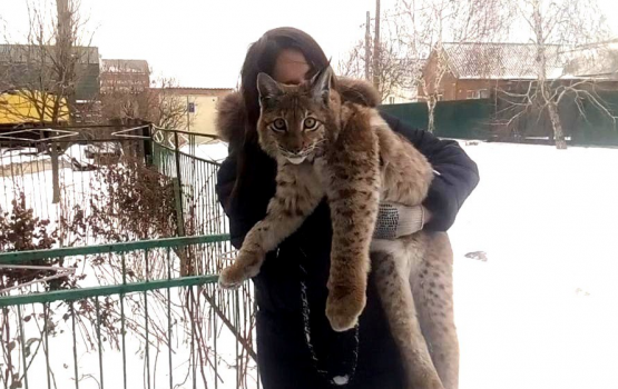 Рысь Фото Новый Год