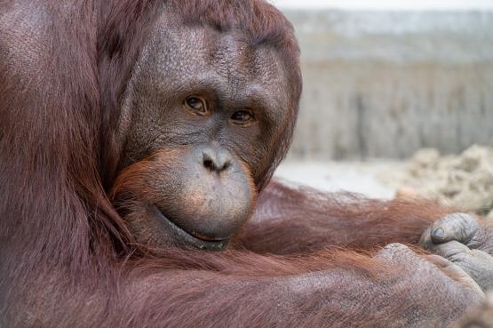 В зоопарке Ростова отличающийся скромностью орангутан Киран отпраздновал 15-летние