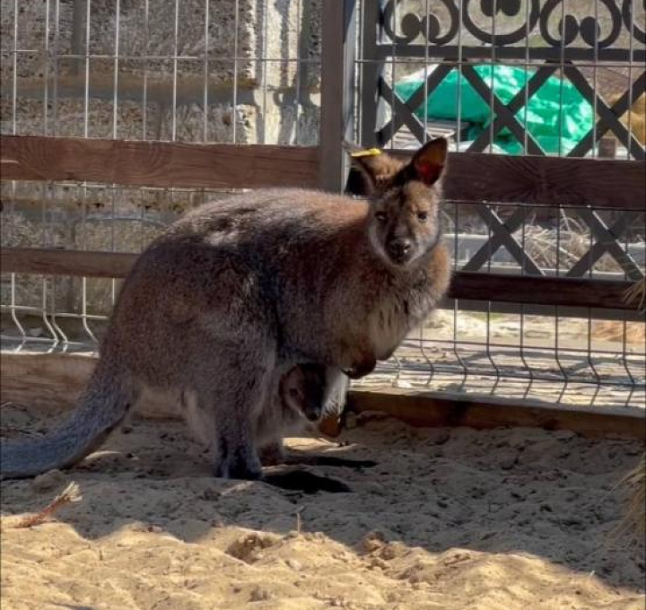 В донском Лога-парке в семье кенгуру родился малыш 