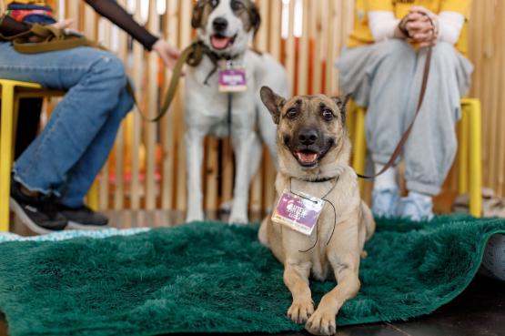 Почти 100 бездомных животных в Ростове нашли хозяев на фестивале WOOF