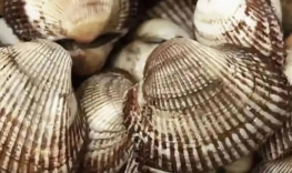 Минсельхоз Дона: новый вид моллюсков в Азовском море может стать востребованным деликатесом