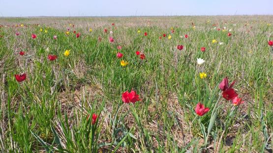 Фестиваль «Воспетая степь» пройдёт на Дону в 14-й раз