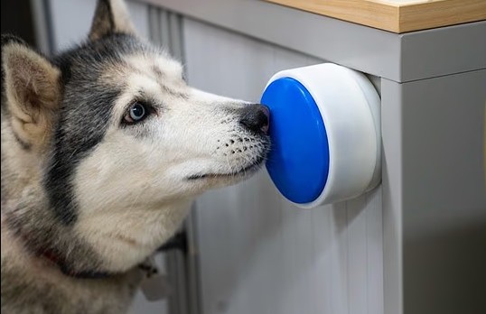 Изобретение британских ученых позволит собакам включать пылесос и стиральную машину