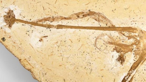 Лилию возрастом в 100 миллионов лет отыскали в Бразилии