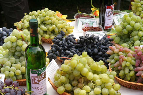 В Ростовской области примут закон "О развитии виноградарства и виноделия"