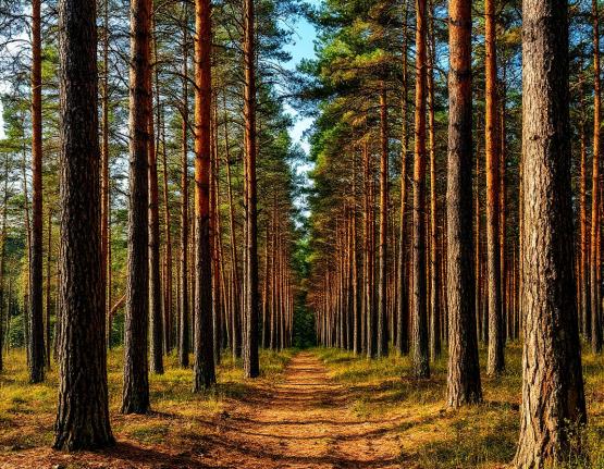 После массовой вырубки в лесах Ростовской области усилили контроль за хвойными насаждениями