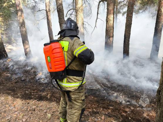 В Ростовской области потушили крупный лесной пожар 