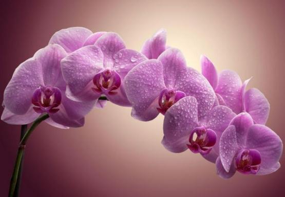 Купить Бонсай или орхидею в магазине цветов Мандарин