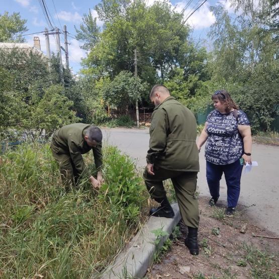 В Новочеркасске казаки и чиновники уничтожили 230 кустов дикорастущей конопли 