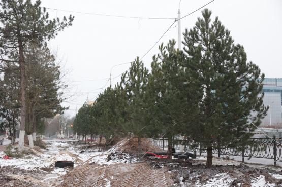 В Новочеркасске начали восстанавливать уничтоженную аллею памяти жертв расстрела