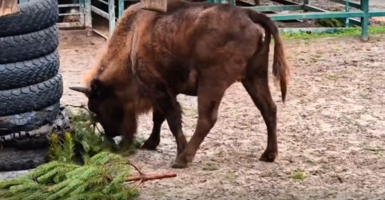 В ростовском зоопарке зубры доедают нераспроданные новогодние елки