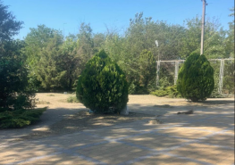 В Ростове на гребном канале высадят молодые деревья