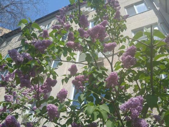 Летняя жара и грозы ждут ростовчан в праздничные дни