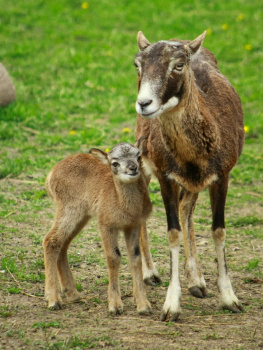 В ростовском зоопарке пополнение в семействе муфлонов