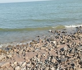 Из Таганрогского залива пропали медузы 