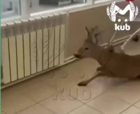 Магазин на Кубани подвергся набегу дикой косули