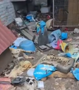  «Приют не был официально зарегистрирован»: в администрации Аксайского района прокомментировали гибель животных 