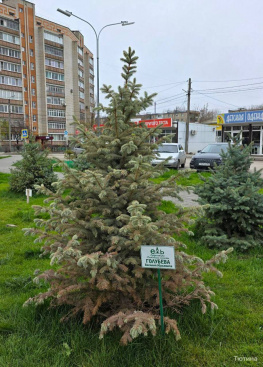 В Белой Калитве засохшую елку экс-губернатора Голубева заменили новой