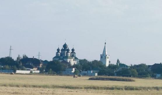 Полицейские ищут отравителя собак в станице Старочеркасской 