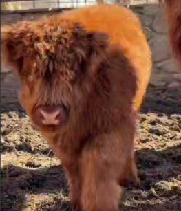 В парке «Лога» в Ростовской области выбрали имя шотландскому теленку