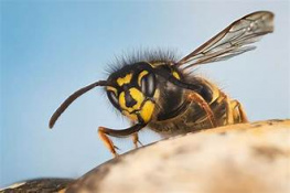 В подмосковном СНТ от укуса осы умер мужчина 