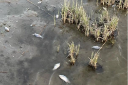 Рыбаки Ростовской области заявили о массовой гибели рыбы
