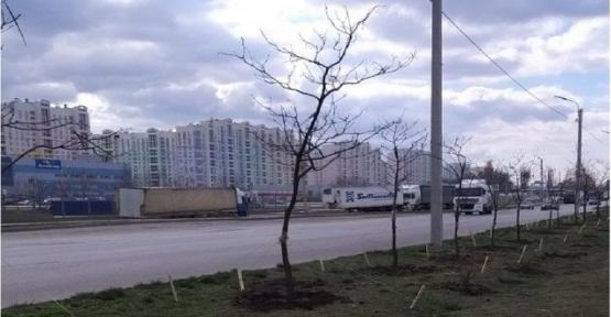 Мост доватора. Деревья на доватора. мост на доватора. малиновского доватора.