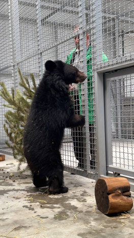 Спасенную в Приморье медведицу покажут ростовчанам в конце марта 