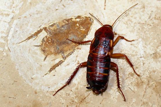 Ученые выявили индийские корни у ростовских тараканов