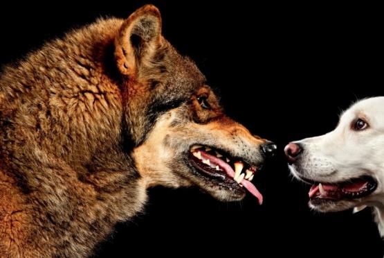 В Ростовской области стая диких волкособов пугает местных жителей 