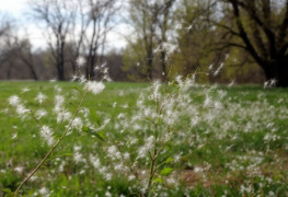 В Пекине будут бороться с тополиным пухом с помощью полимерного покрытия