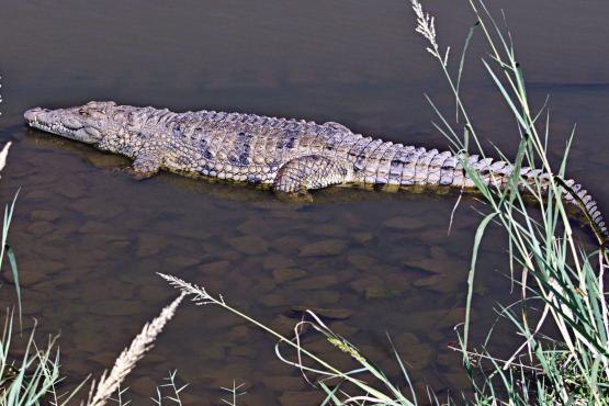 В мэрии Батайска перестали верить в сбежавшего крокодила