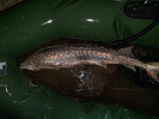 Кубанец поймал осетра в Азовском море и получил 1,2 года исправительных работ