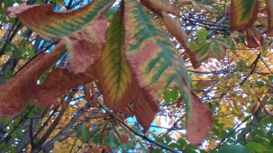 Вслед за ясенями Ростов может лишиться каштанов