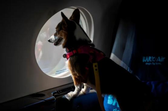 В США совершила первый рейс авиакомпания для собак