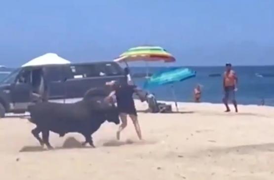Беспризорный бык забодал туристку на популярном пляже в Мексике