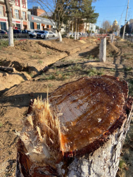 «Это варварство»: Юрий Слюсарь запретил рубить сосновую аллею памяти жертв «Новочеркасского расстрела» 