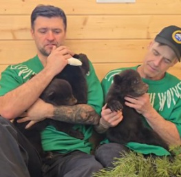 В приют для животных под Екатеринбургом подкинули трех медвежат