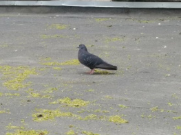 Администрация Ростова инициировала передачу участка на Козлова в федеральную собственность