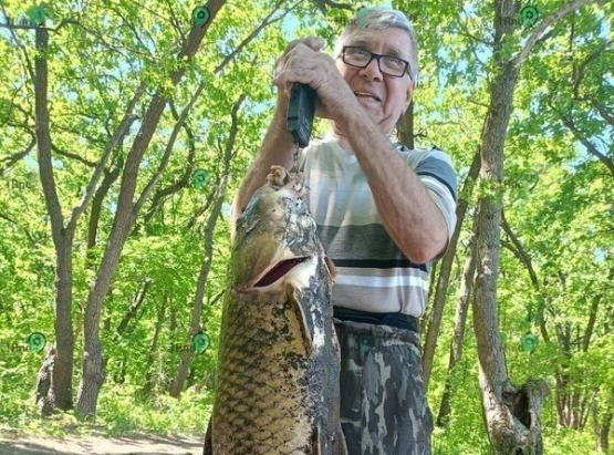 В Ростовской области рыбак поймал сома с человеческий рост