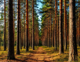 После массовой вырубки в лесах Ростовской области усилили контроль за хвойными насаждениями