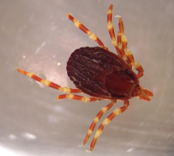 В Ростовской области готовятся к нашествию клещей-мутантов 